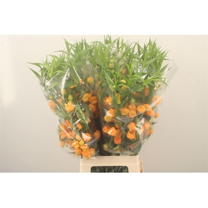 Sandersonia