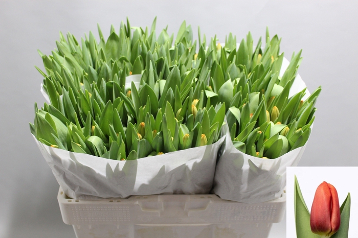 <h4>TU EN ASAHI</h4>