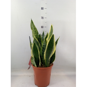 Sansevieria trifa. 'Laurentii'