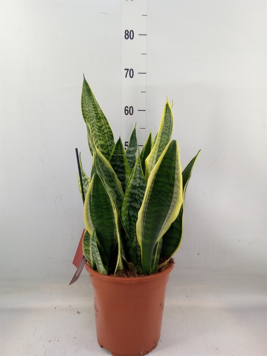 <h4>Sansevieria trifa. 'Laurentii'</h4>