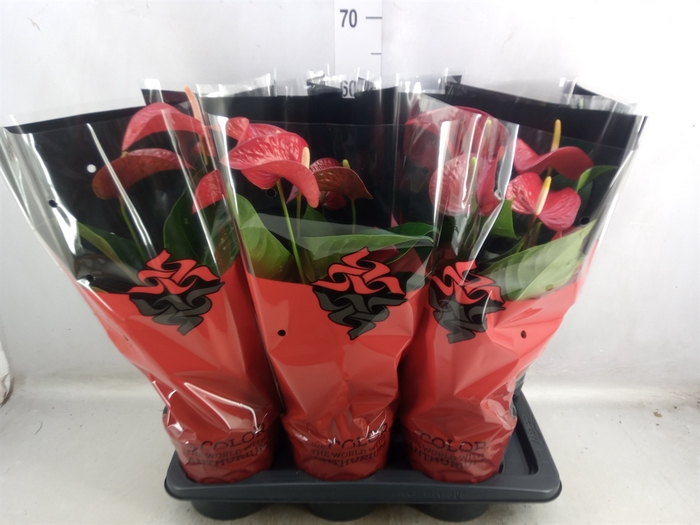 <h4>Anthurium andr. 'Red Bull'</h4>