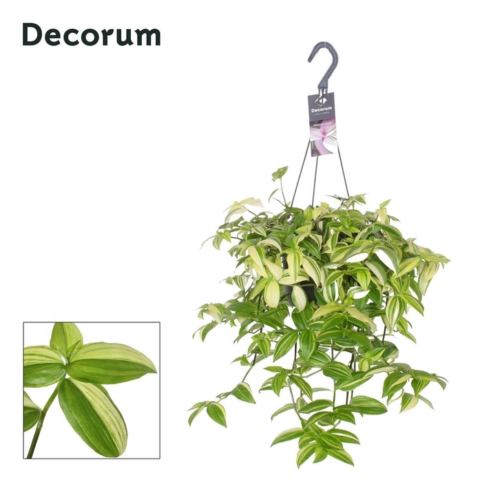 <h4>Tradescantia 'Yellow Hill'</h4>