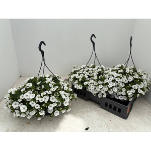 CALIB CA WHITE IMPR