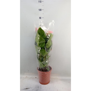 Anthurium  'Summer Love Imp'