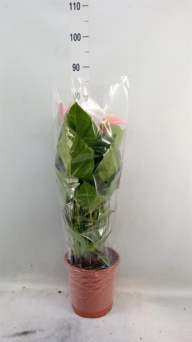 <h4>Anthurium  'Summer Love Imp'</h4>