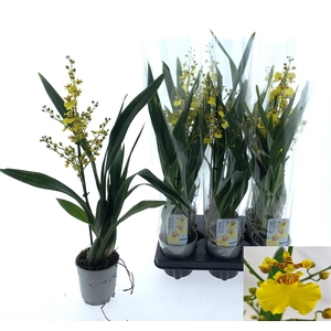 ONCIDIUM OV