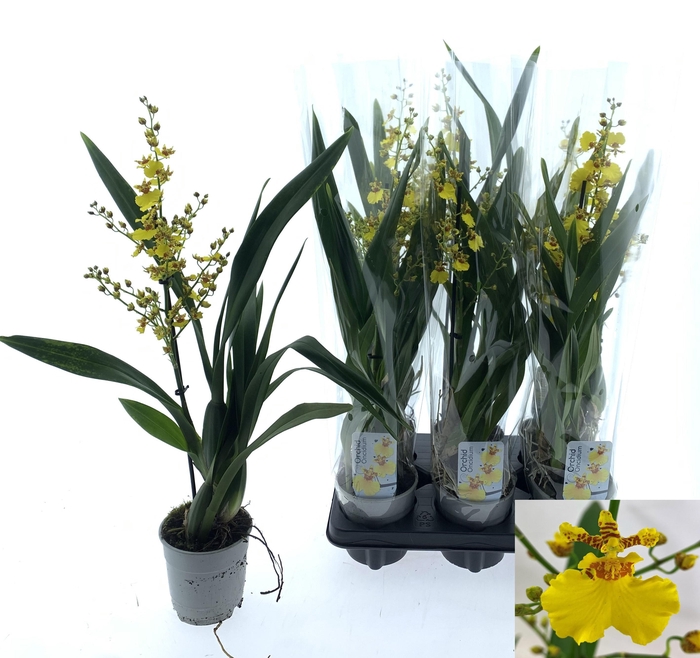 <h4>ONCIDIUM OV</h4>