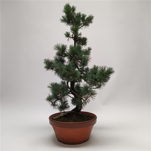 Pinus Parviflora Bonsai 'E7' 26 cm (herkomst: Japan)