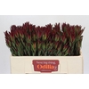 Leucadendron Blush Spray