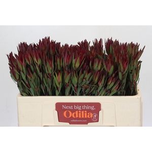 Leucadendron Blush Spray