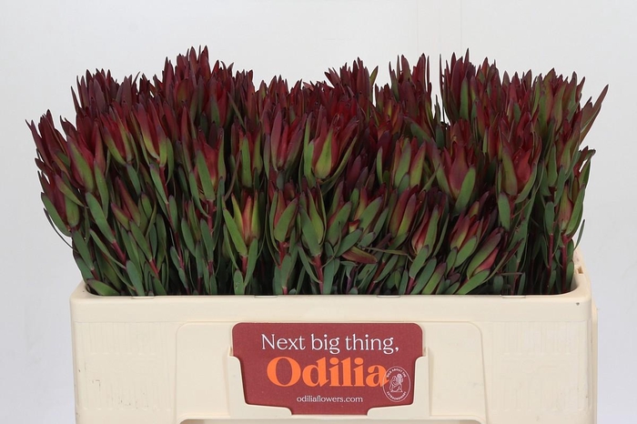 Leucadendron Blush Spray