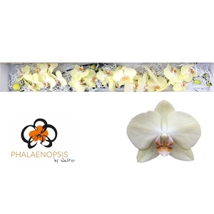 Phalaenopsis Rising Sun