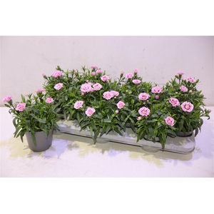 arr8 Dian Osc Pink Star