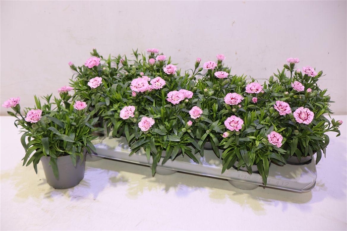 <h4>arr8 Dian Osc Pink Star</h4>