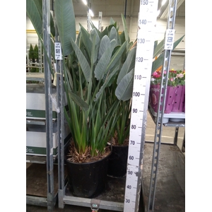 Strelitzia reg.