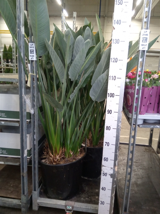 <h4>Strelitzia reg.</h4>