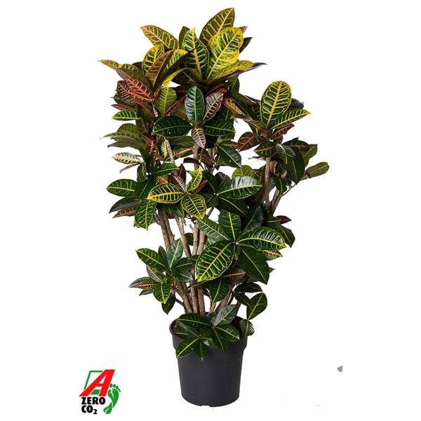Codiaeum variegatum grootbladig 'Petra'
