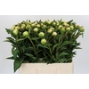 Paeonia Duchesse De Nemours