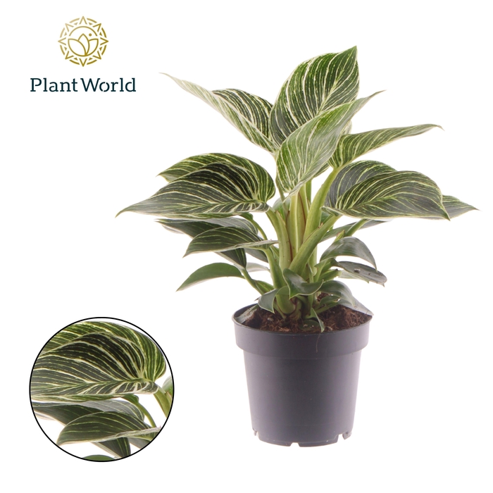 <h4>Philodendron Birkin</h4>