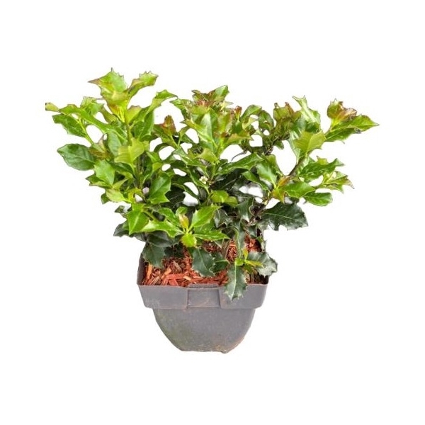 <h4>Ilex meserveae 'Blue Angel' P17</h4>