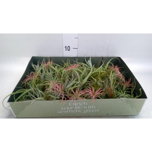 Tillandsia