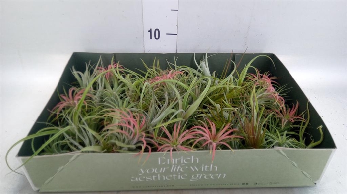 <h4>Tillandsia</h4>
