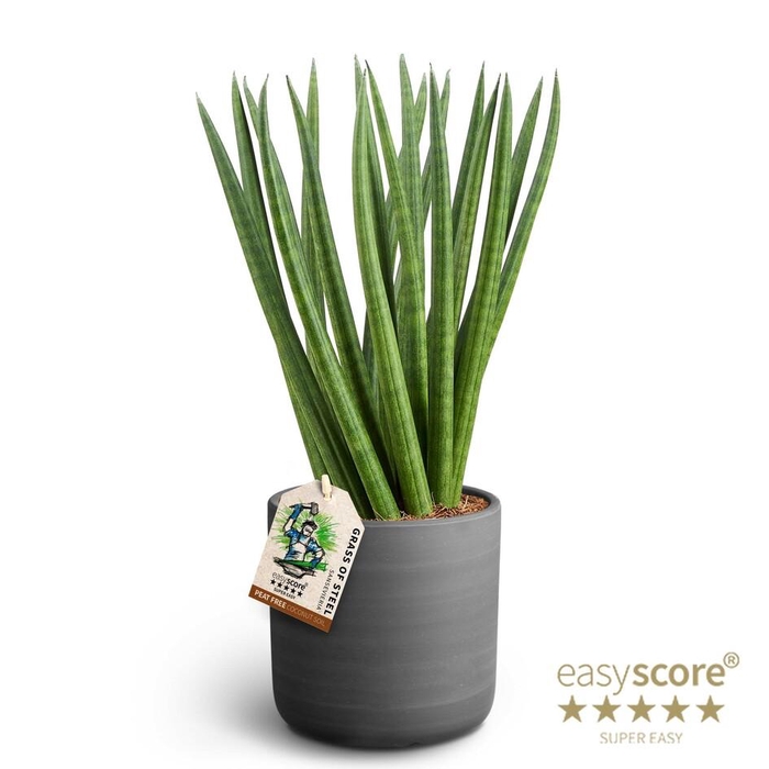 <h4>SANSEVIERIA CYLINDRICA P12 RAW BL SPAGH</h4>