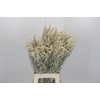 Amaranthus Yearming Desert