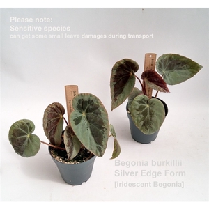 Begonia burkillii Silver Edge Form 12cm [iridescent]