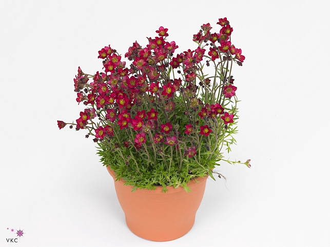 SAXIF AR TOUR DP RED