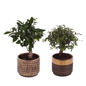 Bonsai Indoor Mix Ø12cm Ball Shape in Ø13cm Ceramic PL568