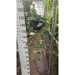 Scindapsus pictus 'Argyraeus'