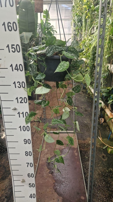 <h4>Scindapsus pictus 'Argyraeus'</h4>