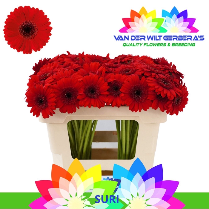 GERBERA MI 'SURI'