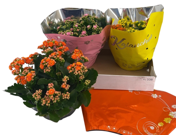 <h4>KAL GE GEM 3 KL</h4>