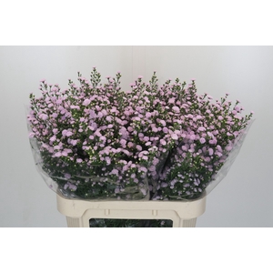 Aster Baby Pink Pearl