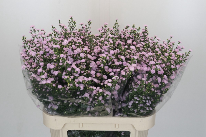 Aster Baby Pink Pearl