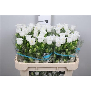 Camp M Champion White