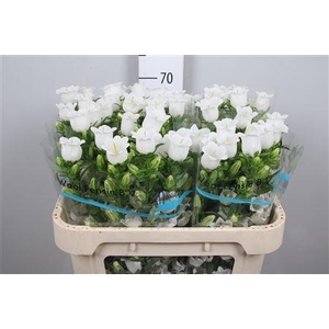 Camp M Champion White