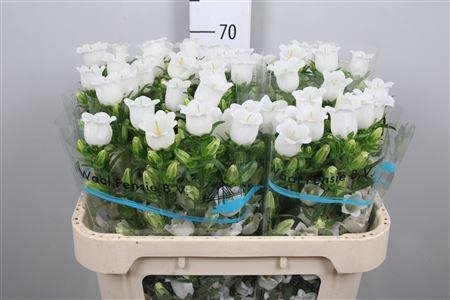 <h4>Camp M Champion White</h4>