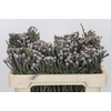 Kaaps Groen Silver Brunia