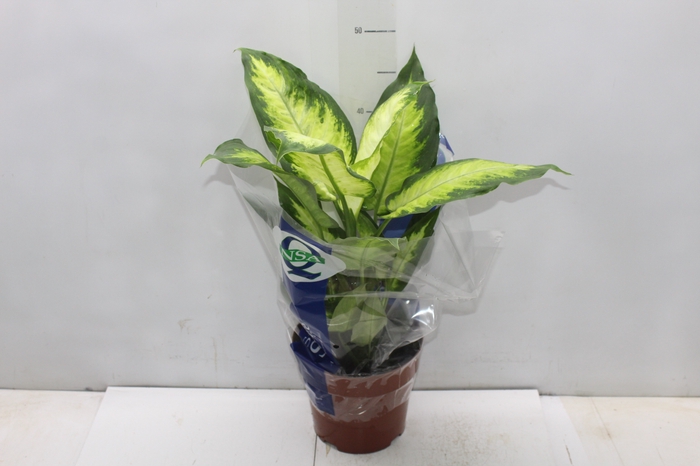 <h4>DIEFFENBACHIA VARIADO P17</h4>