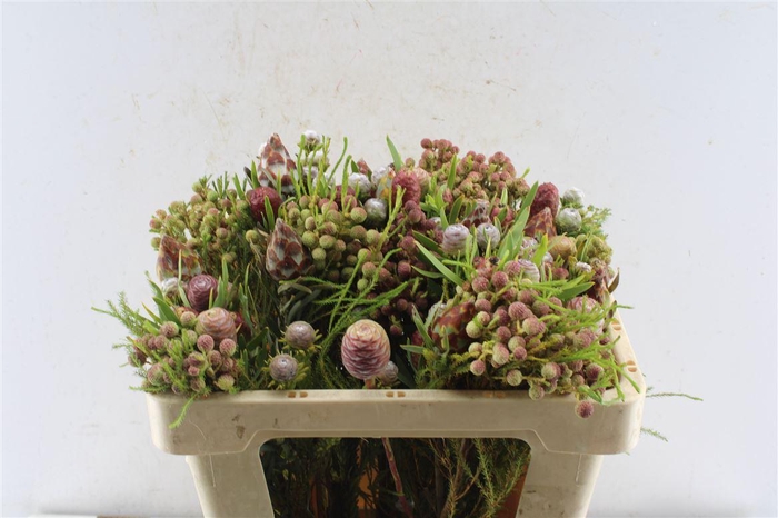 <h4>Kaaps Cone Mix Gemengd In Bos</h4>