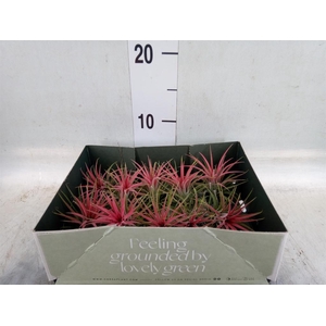 Tillandsia