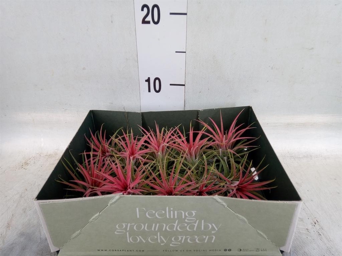 <h4>Tillandsia</h4>