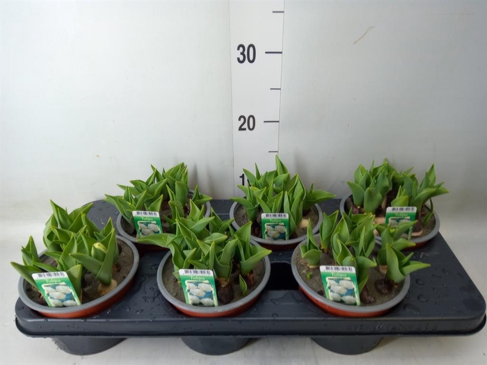 <h4>Tulipa DU   ...</h4>