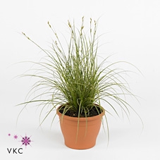 Carex brunnea Variegata P14