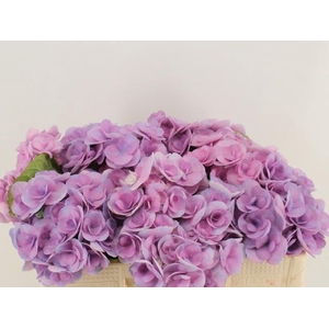 HYDR M BEAU PAPIL PA