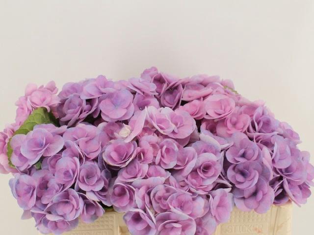 <h4>HYDR M BEAU PAPIL PA</h4>