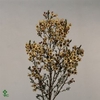 Chamelaucium blondie